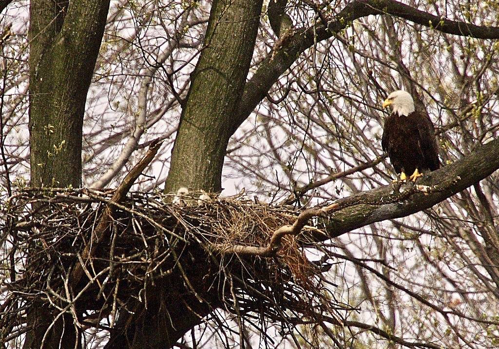 Photo of the Week - Bald eagle with young at John Heinz National Wildlife Refuge (PA) by U. S. Fish and Wildlife Service - Northeast Region is marked with CC PDM 1.0